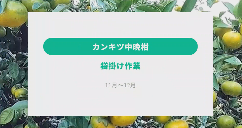 農作業の解説動画【カンキツ関連】③袋掛け（中晩柑）