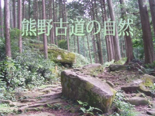 中学生が作成した熊野古道のＣＭ「C班」：県内の中学生が作成した熊野古道馬越峠のＣＭです。（C班作成）