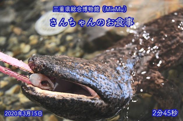 三重県総合博物館：さんちゃんのお食事