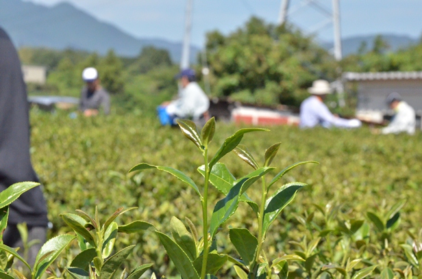 秋紅茶