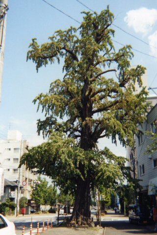 生き残った大イチョウの木写真