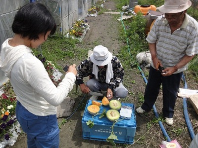 園地での糖度チェック