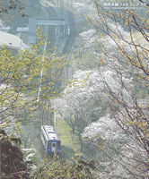 桜沿線