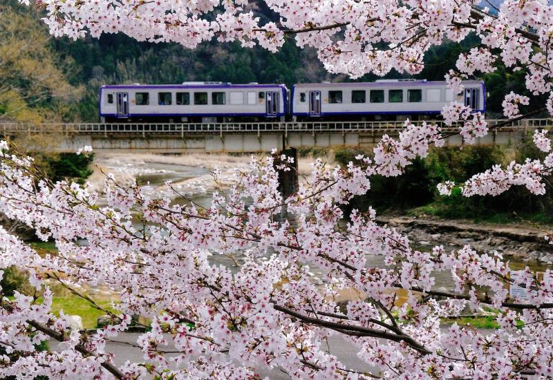 桜花満開