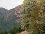 山桜の咲くころ