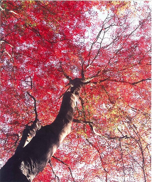 空いっぱいに紅色