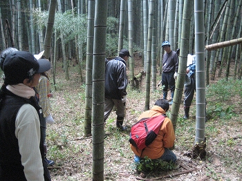 竹林