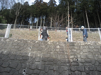 学校林の写真