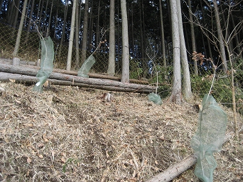 植樹後の学校林の写真