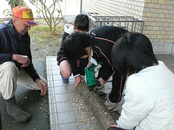 原木しいたけ菌打ち体験