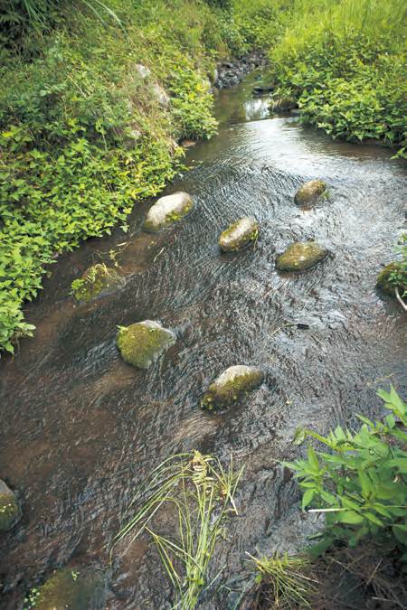 ほたるの水路