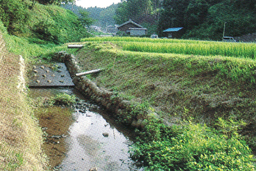 ホタル水路