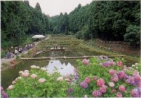 水と土と緑の保全広場（通称・メダカ池）