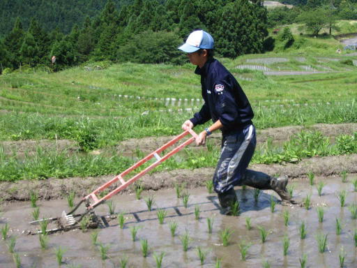 水田中耕除草機による田の草取り