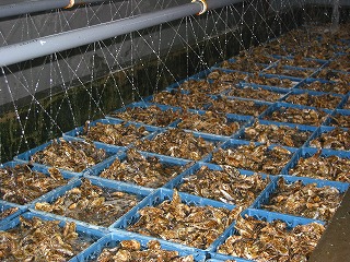 カキ浄化水槽画像
