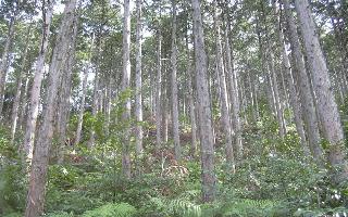 間伐が実施された健全な森林