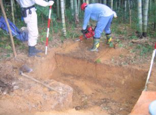 竹林の地下部バイマス量調査