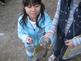 きのこ観察(内部東小学校)