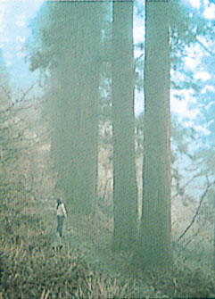 野登山（ののぼりやま）のスギ並木