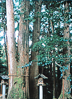 大馬神社の樹叢（じゅそう）