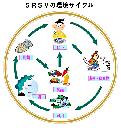 ＳＲＳＶの環境サイクル