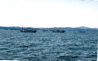 海上で１０隻くらいの船があじの一本釣りをしている写真