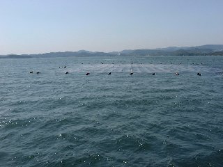 黒のり浮き流し漁場の写真