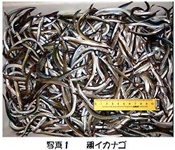 写真1 親イカナゴ