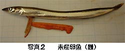 写真2 未産卵魚(雌)
