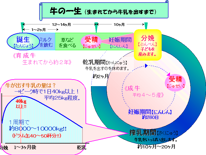 乳牛の一生を簡単な図でしめしたものです。