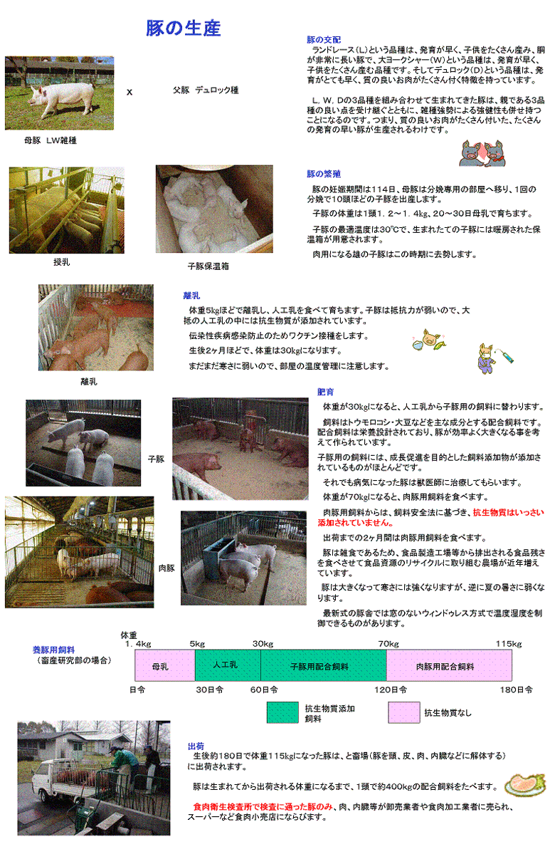 豚の品種・生産風景と豚の一生を示した図です。