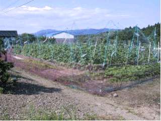 いなべ市藤原町古田地区 