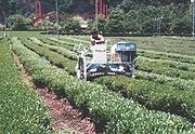 平成１１年５月一番茶摘採