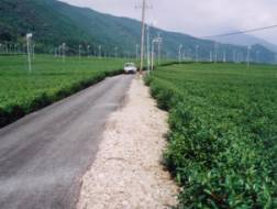 茶園に盛り土をした状況