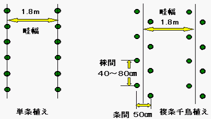 茶苗の栽培方法