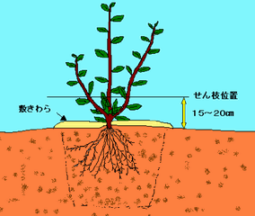 慣行法による定植方法例