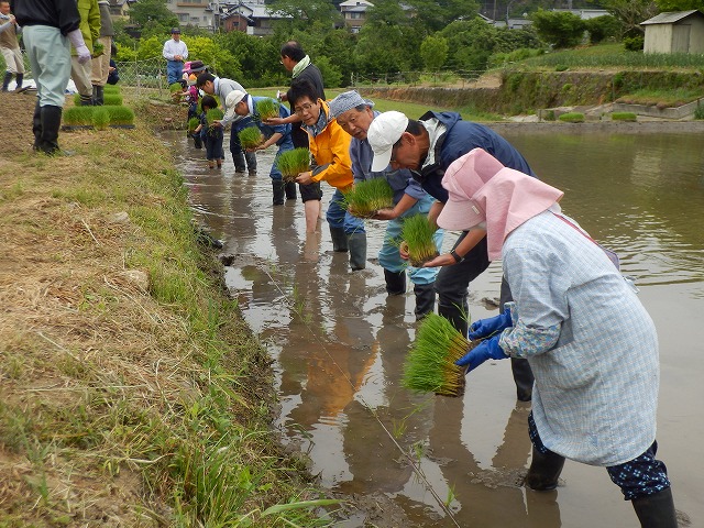 田植え開始