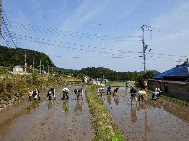 田植え