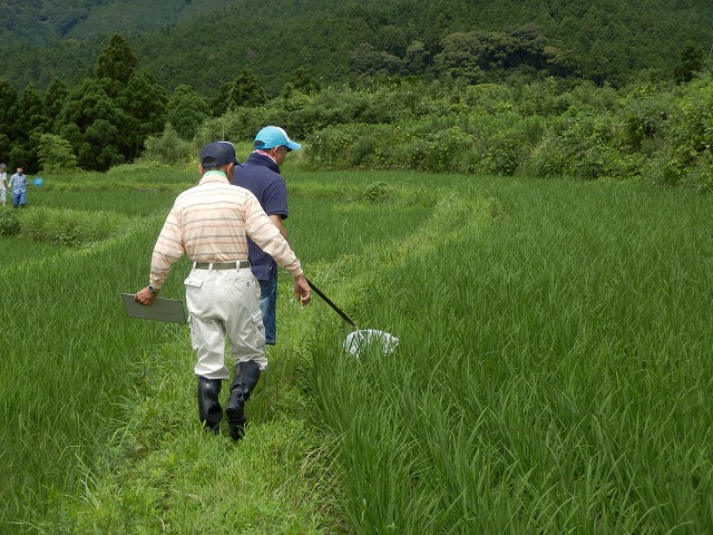 トンボ調査