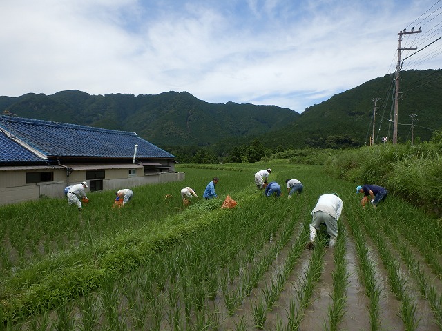 除草作業