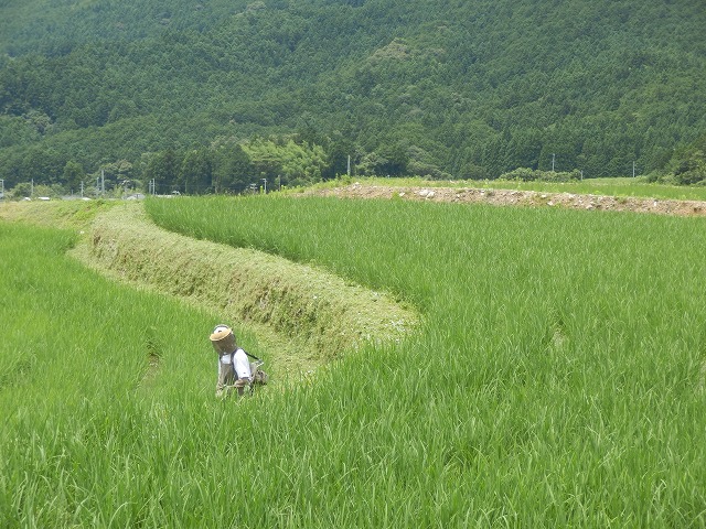 あぜの草刈り