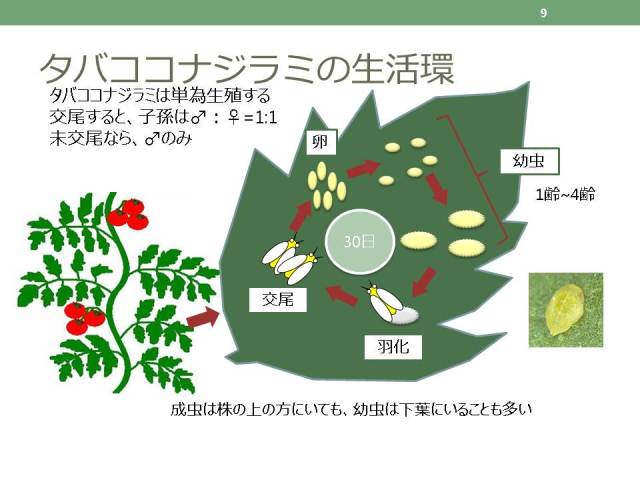 タバココナジラミの生活環