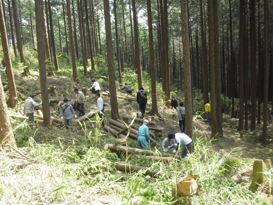 伐採木の整理作業の様子です。