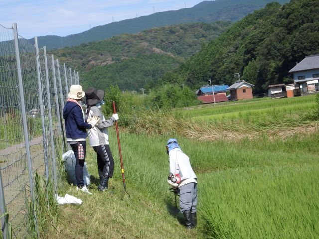 草刈り