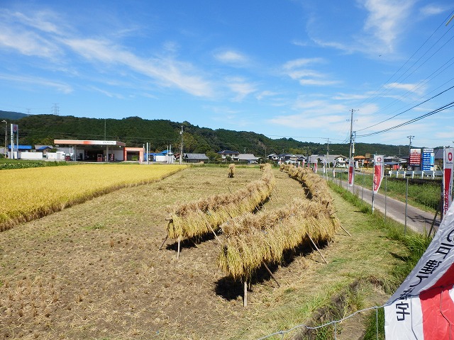 はさ掛け後