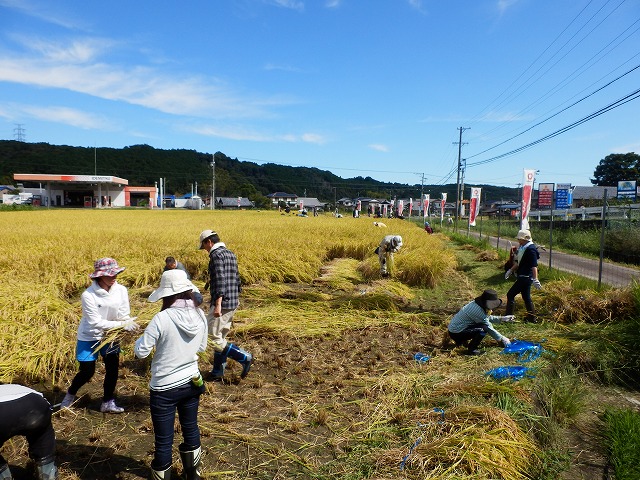 稲刈り開始