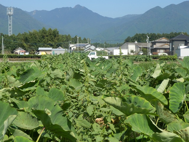 里芋と雑草