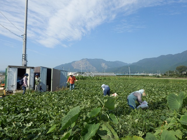 除草作業