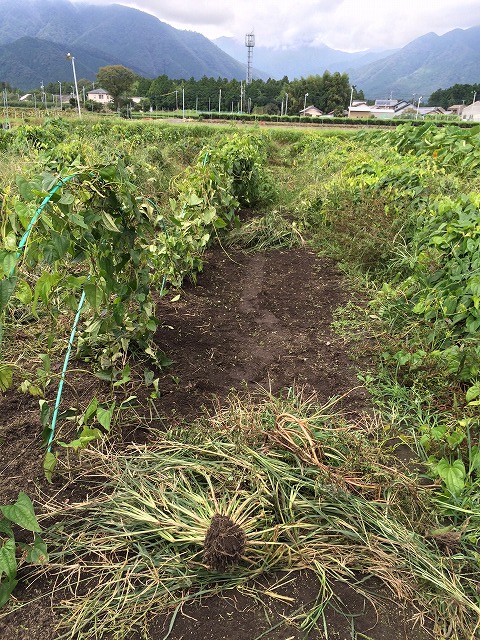 大和芋