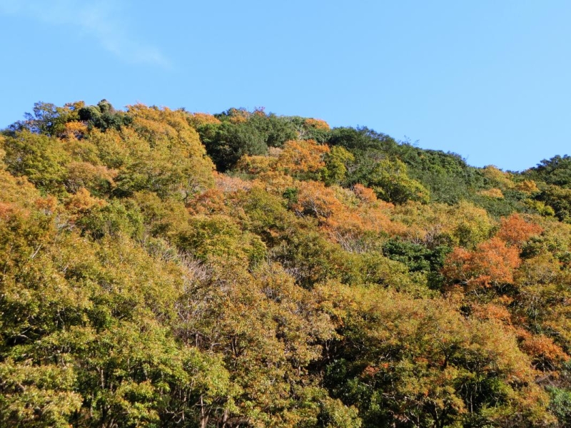 熊野古道荷坂峠紅葉